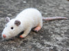 Handmade needle felted rat