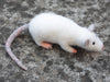 Handmade needle felted rat